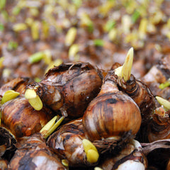 Narcissus Avalon Daffodil Bulbs Blooms Species Growing Bonsai Roots Rhizomes Corms Tubers Potted Planting Reblooming Fragrant Garden Flower Seeds Plant