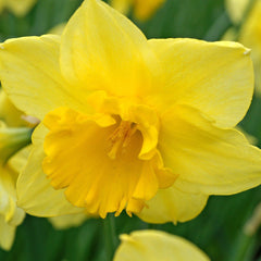 Narcissus Carlton Daffodil Bulbs Blooms Species Growing Bonsai Roots Rhizomes Corms Tubers Potted Planting Reblooming Fragrant Garden Flower Seeds Plant - Seedsplant
