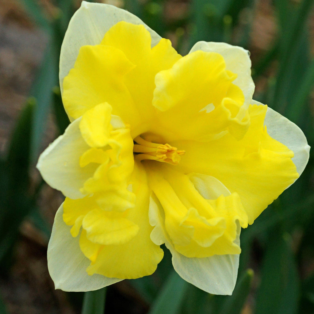 Butterfly Cassata Daffodil Narcissus Bulbs Blooms Species Growing Bonsai Roots Rhizomes Corms Tubers Potted Planting Reblooming Fragrant Garden Flower Seeds Plant