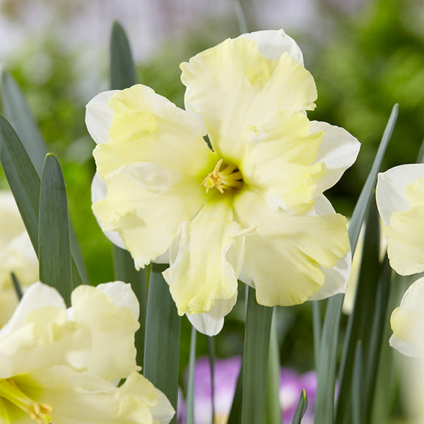 Narcissus Cassata Daffodil Bulbs Blooms Species Growing Bonsai Roots Rhizomes Corms Tubers Potted Planting Reblooming Fragrant Garden Flower Seeds Plant