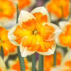 Narcissus Centannees Daffodil Bulbs Blooms Species Growing Bonsai Roots Rhizomes Corms Tubers Potted Planting Reblooming Fragrant Garden Flower Seeds Plant