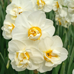 Narcissus Cheerfulness Daffodil Bulbs Blooms Species Growing Bonsai Roots Rhizomes Corms Tubers Potted Planting Reblooming Fragrant Garden Flower Seeds Plant - Seedsplant