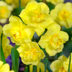 Narcissus Cheerfulness Collection 12/14cm Daffodil Narcissus Bulbs Blooms Species Growing Bonsai Roots Rhizomes Corms Tubers Potted Planting Reblooming Fragrant Garden Flower Seeds Plant