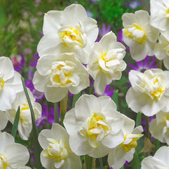 Narcissus Cheerfulness Collection 12/14cm Daffodil Narcissus Bulbs Blooms Species Growing Bonsai Roots Rhizomes Corms Tubers Potted Planting Reblooming Fragrant Garden Flower Seeds Plant
