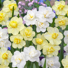Narcissus Cheerfulness Collection 12/14cm Daffodil Narcissus Bulbs Blooms Species Growing Bonsai Roots Rhizomes Corms Tubers Potted Planting Reblooming Fragrant Garden Flower Seeds Plant