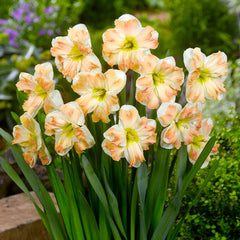 Narcissus Cum Laude Daffodil Bulbs Blooms Species Growing Bonsai Roots Rhizomes Corms Tubers Potted Planting Reblooming Fragrant Garden Flower Seeds Plant