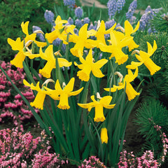 Narcissus Cyclamineus Collection Daffodil Narcissus Bulbs Blooms Species Growing Bonsai Roots Rhizomes Corms Tubers Potted Planting Reblooming Fragrant Garden Flower Seeds Plant