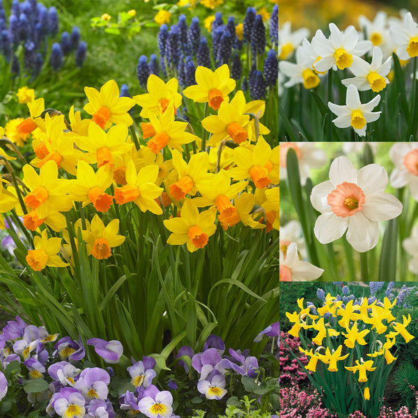Narcissus Cyclamineus Collection Daffodil Narcissus Bulbs Blooms Species Growing Bonsai Roots Rhizomes Corms Tubers Potted Planting Reblooming Fragrant Garden Flower Seeds Plant