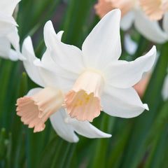 Narcissus Cyclamineus Cotinga Daffodil Bulbs Blooms Species Growing Bonsai Roots Rhizomes Corms Tubers Potted Planting Reblooming Fragrant Garden Flower Seeds Plant