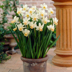 Narcissus Cyclamineus Cotinga Daffodil Bulbs Blooms Species Growing Bonsai Roots Rhizomes Corms Tubers Potted Planting Reblooming Fragrant Garden Flower Seeds Plant