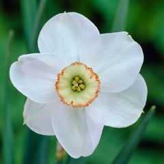 Narcissus Dreamlight Daffodil Bulbs Blooms Species Growing Bonsai Roots Rhizomes Corms Tubers Potted Planting Reblooming Fragrant Garden Flower Seeds Plant