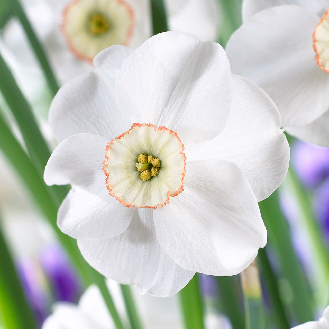 Narcissus Dreamlight Daffodil Bulbs Blooms Species Growing Bonsai Roots Rhizomes Corms Tubers Potted Planting Reblooming Fragrant Garden Flower Seeds Plant