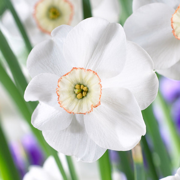 Narcissus Dreamlight Daffodil Bulbs Blooms Species Growing Bonsai Roots Rhizomes Corms Tubers Potted Planting Reblooming Fragrant Garden Flower Seeds Plant