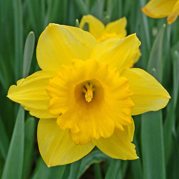 Dutch Master Daffodil Narcissus Bulbs Blooms Species Growing Bonsai Roots Rhizomes Corms Tubers Potted Planting Reblooming Fragrant Garden Flower Seeds Plant