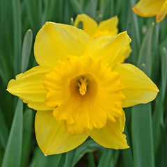 Dutch Master Daffodil Narcissus Bulbs Blooms Species Growing Bonsai Roots Rhizomes Corms Tubers Potted Planting Reblooming Fragrant Garden Flower Seeds Plant