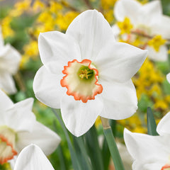 Narcissus Fragrant Jonqulla Collection Daffodil Bulbs Blooms Species Growing Bonsai Roots Rhizomes Corms Tubers Potted Planting Reblooming Fragrant Garden Flower Seeds Plant