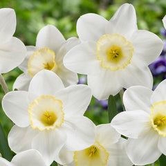 Narcissus Frosty Snow Daffodil Bulbs Blooms Species Growing Bonsai Roots Rhizomes Corms Tubers Potted Planting Reblooming Fragrant Garden Flower Seeds Plant