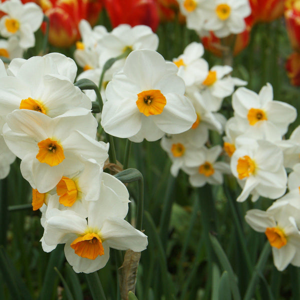 Narcissus Geranium Daffodil Bulbs Blooms Species Growing Bonsai Roots Rhizomes Corms Tubers Potted Planting Reblooming Fragrant Garden Flower Seeds Plant