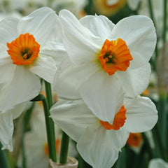Narcissus Geranium Daffodil Bulbs Blooms Species Growing Bonsai Roots Rhizomes Corms Tubers Potted Planting Reblooming Fragrant Garden Flower Seeds Plant