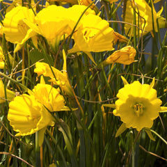 Narcissus Golden Bells Daffodil Bulbs Blooms Species Growing Bonsai Roots Rhizomes Corms Tubers Potted Planting Reblooming Fragrant Garden Flower Seeds Plant