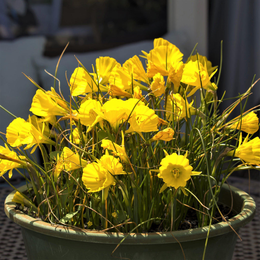 Narcissus Golden Bells Daffodil Bulbs Blooms Species Growing Bonsai Roots Rhizomes Corms Tubers Potted Planting Reblooming Fragrant Garden Flower Seeds Plant