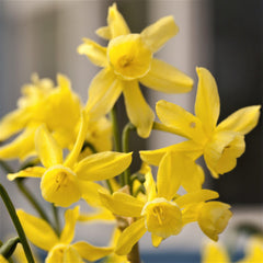 Narcissus Hawera Daffodil Bulbs Blooms Species Growing Bonsai Roots Rhizomes Corms Tubers Potted Planting Reblooming Fragrant Garden Flower Seeds Plant
