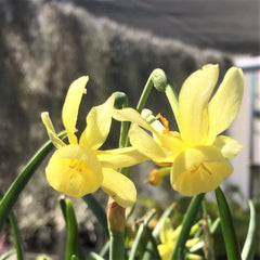 Narcissus Hawera Daffodil Bulbs Blooms Species Growing Bonsai Roots Rhizomes Corms Tubers Potted Planting Reblooming Fragrant Garden Flower Seeds Plant