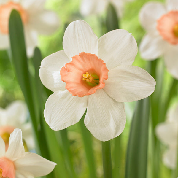 Narcissus Iwona Daffodil Bulbs Blooms Species Growing Bonsai Roots Rhizomes Corms Tubers Potted Planting Reblooming Fragrant Garden Flower Seeds Plant