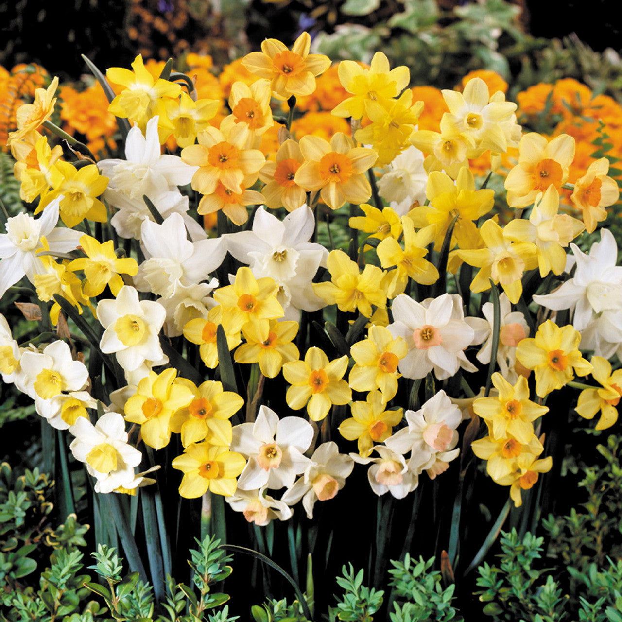 Narcissus Jonquilla Mixed 10-12cm Daffodil Narcissus Bulbs Blooms Species Growing Bonsai Roots Rhizomes Corms Tubers Potted Planting Reblooming Fragrant Garden Flower Seeds Plant - Seedsplant