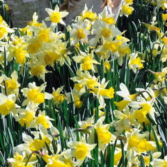 Narcissus Pseudo Lobularis Daffodil Bulbs Blooms Species Growing Bonsai Roots Rhizomes Corms Tubers Potted Planting Reblooming Fragrant Garden Flower Seeds Plant