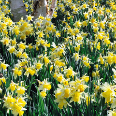 Narcissus Pseudo Lobularis Daffodil Bulbs Blooms Species Growing Bonsai Roots Rhizomes Corms Tubers Potted Planting Reblooming Fragrant Garden Flower Seeds Plant