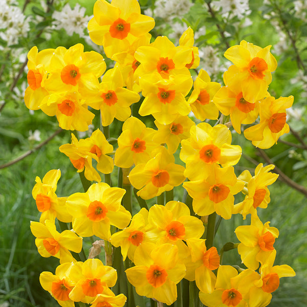 Narcissus Martinette 10-12cm  Narcissus Bulbs Blooms Species Growing Bonsai Roots Rhizomes Corms Tubers Potted Planting Reblooming Fragrant Garden Flower Seeds Plant