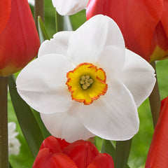 Narcissus Merlin Daffodil Bulbs Blooms Species Growing Bonsai Roots Rhizomes Corms Tubers Potted Planting Reblooming Fragrant Garden Flower Seeds Plant