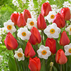 Narcissus Merlin Daffodil Bulbs Blooms Species Growing Bonsai Roots Rhizomes Corms Tubers Potted Planting Reblooming Fragrant Garden Flower Seeds Plant