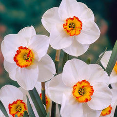 Narcissus Merlin Daffodil Bulbs Blooms Species Growing Bonsai Roots Rhizomes Corms Tubers Potted Planting Reblooming Fragrant Garden Flower Seeds Plant