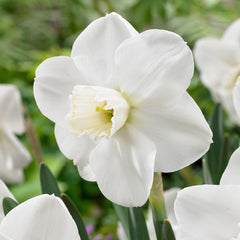 Narcissus Misty Glen Daffodil Bulbs Blooms Species Growing Bonsai Roots Rhizomes Corms Tubers Potted Planting Reblooming Fragrant Garden Flower Seeds Plant