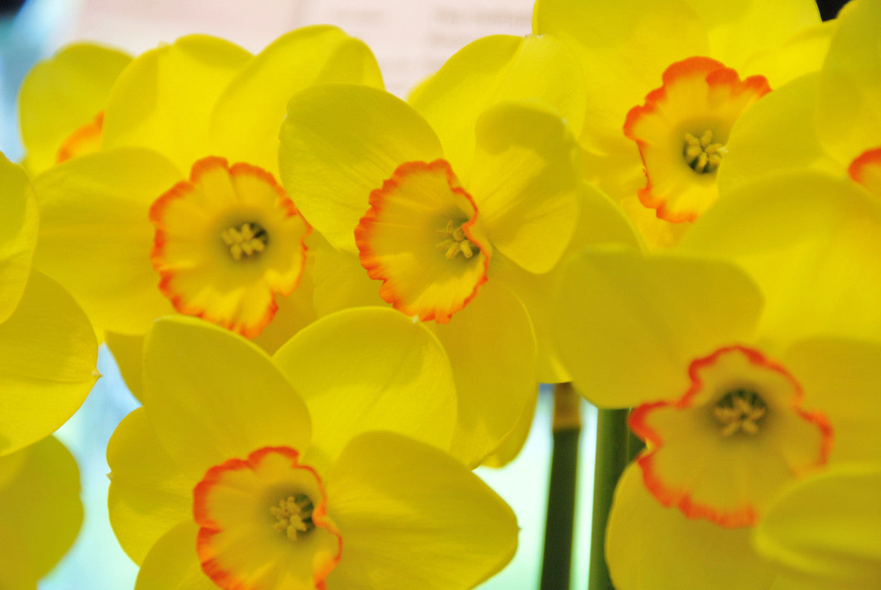 Pacific Rim Daffodil Narcissus Bulbs Blooms Species Growing Bonsai Roots Rhizomes Corms Tubers Potted Planting Reblooming Fragrant Garden Flower Seeds Plant