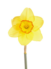 Pacific Rim Daffodil Narcissus Bulbs Blooms Species Growing Bonsai Roots Rhizomes Corms Tubers Potted Planting Reblooming Fragrant Garden Flower Seeds Plant