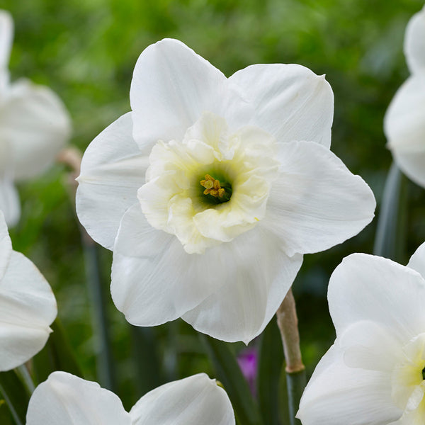 Narcissus Papillon Blanc Daffodil Bulbs Blooms Species Growing Bonsai Roots Rhizomes Corms Tubers Potted Planting Reblooming Fragrant Garden Flower Seeds Plant