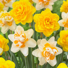 Narcissus Peach Cobbler Daffodil Bulbs Blooms Species Growing Bonsai Roots Rhizomes Corms Tubers Potted Planting Reblooming Fragrant Garden Flower Seeds Plant - Seedsplant