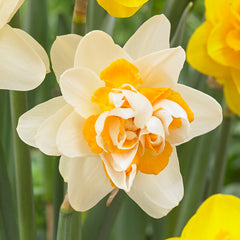 Narcissus Peach Cobbler Daffodil Bulbs Blooms Species Growing Bonsai Roots Rhizomes Corms Tubers Potted Planting Reblooming Fragrant Garden Flower Seeds Plant - Seedsplant