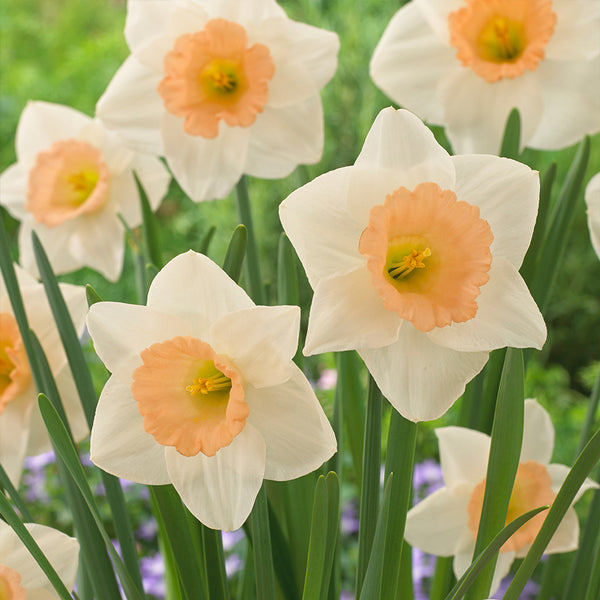 Narcissus Peaches and Cream Daffodil Bulbs Blooms Species Growing Bonsai Roots Rhizomes Corms Tubers Potted Planting Reblooming Fragrant Garden Flower Seeds Plant
