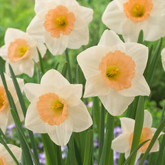 Narcissus Peaches and Cream Daffodil Bulbs Blooms Species Growing Bonsai Roots Rhizomes Corms Tubers Potted Planting Reblooming Fragrant Garden Flower Seeds Plant
