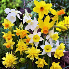 Narcissus Daffodil Sweet Petite Mix Bulbs Blooms Species Growing Bonsai Roots Rhizomes Corms Tubers Potted Planting Reblooming Fragrant Garden Flower Seeds Plant