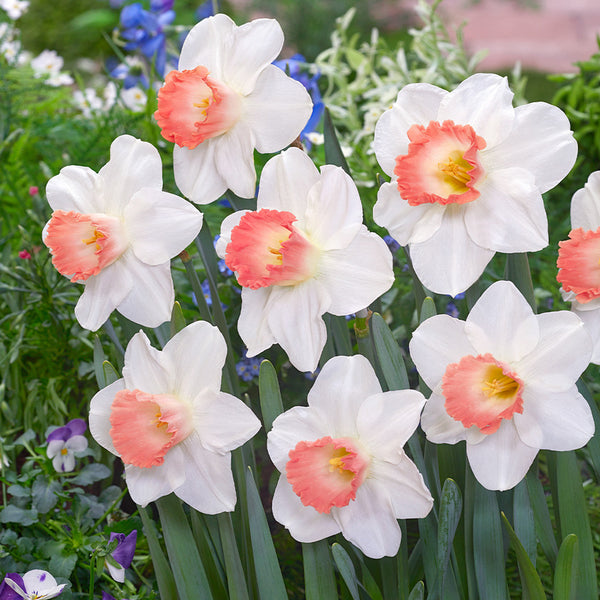 Narcissus Pink Charm Daffodil Bulbs Blooms Species Growing Bonsai Roots Rhizomes Corms Tubers Potted Planting Reblooming Fragrant Garden Flower Seeds Plant