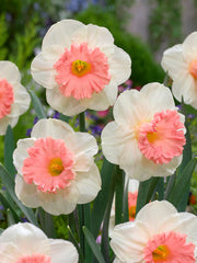Narcissi Pink Parasol Daffodil  Bulbs Blooms Species Growing Bonsai Roots Rhizomes Corms Tubers Potted Planting Reblooming Fragrant Garden Flower Seeds Plant