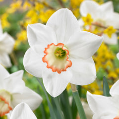 Narcissus Pyjama Party Daffodil Bulbs Blooms Species Growing Bonsai Roots Rhizomes Corms Tubers Potted Planting Reblooming Fragrant Garden Flower Seeds Plant
