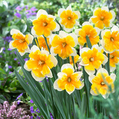 Narcissus Rare Butterfly Orchid Collection Daffodil Bulbs Blooms Species Growing Bonsai Roots Rhizomes Corms Tubers Potted Planting Reblooming Fragrant Garden Flower Seeds Plant - Seedsplant