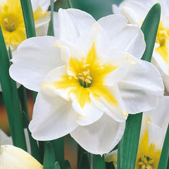 Narcissus Rare Butterfly Orchid Collection Daffodil Bulbs Blooms Species Growing Bonsai Roots Rhizomes Corms Tubers Potted Planting Reblooming Fragrant Garden Flower Seeds Plant - Seedsplant