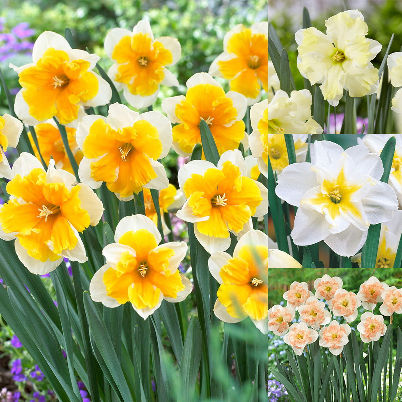 Narcissus Rare Butterfly Orchid Collection Daffodil Bulbs Blooms Species Growing Bonsai Roots Rhizomes Corms Tubers Potted Planting Reblooming Fragrant Garden Flower Seeds Plant - Seedsplant